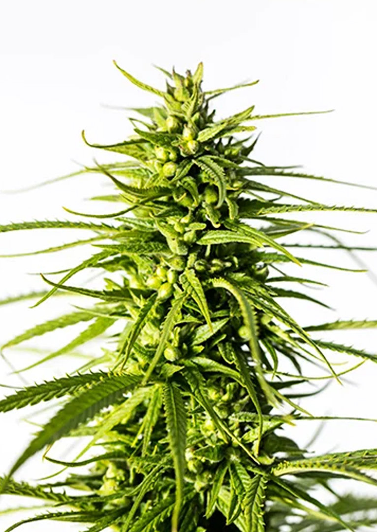 Platinum Bubba Kush Strain Burning Bush Nurseries